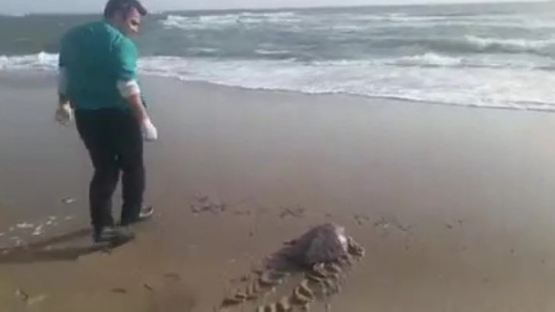 Yeşil deniz kaplumbağası tekrar deniz ile buluştu