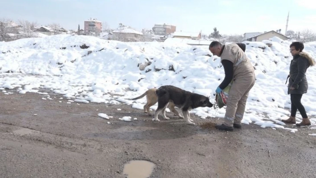 Yeşilyurt'ta karda sokak hayvanları unutulmadı