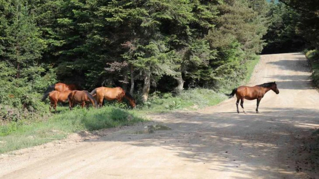 Yılkı Atları yavrularıyla doğal ortamlarında görüntülendi