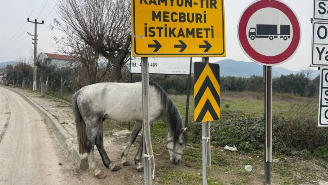 Yol ortasında ağaca bağlı atı görenler şoke oldu