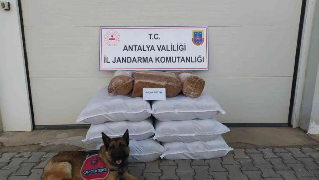 Yolcu otobüsünde 210 kilogram kaçak tütün ele geçirildi