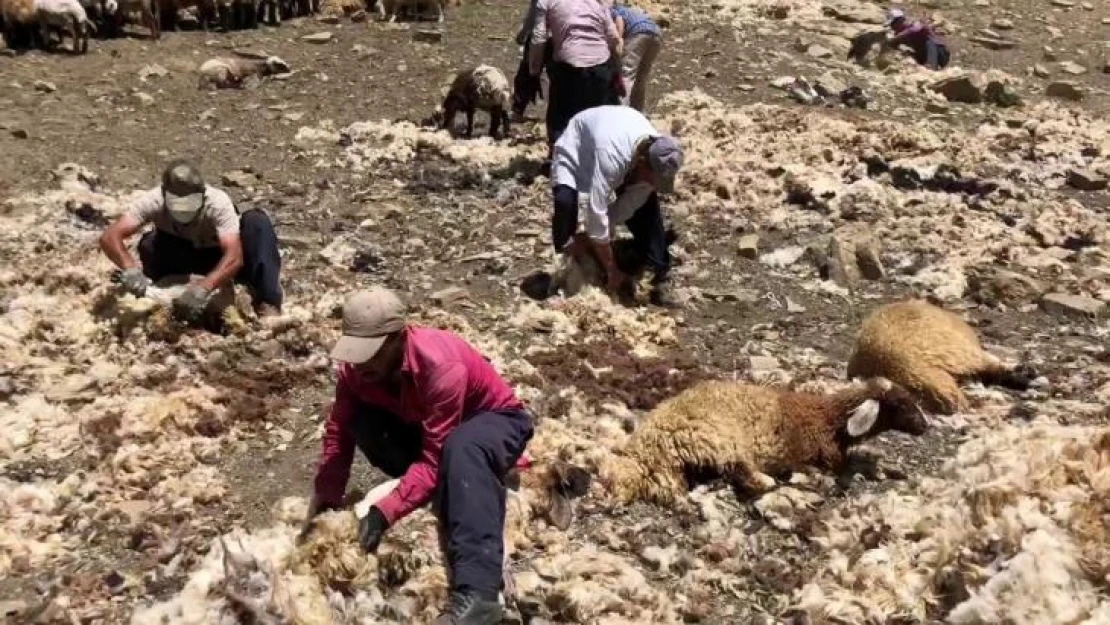 Yüksekova'da imece usulü koyun kırkma