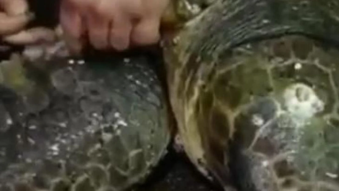 Yumurta bırakmak için kıyıya gelen caretta caretta misinaya dolandı