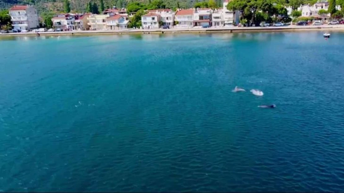 Yunuslardan Gemlik Körfezi'nde görsel şölen