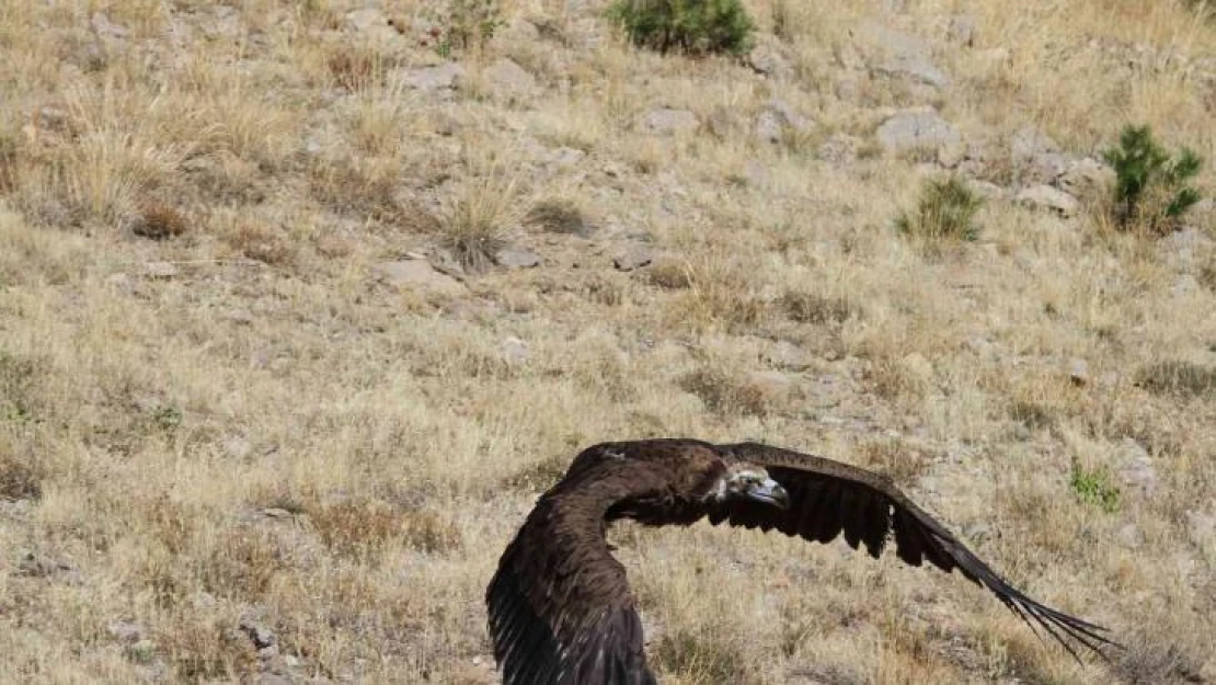 Zehirlenen kara akbaba doğaya salındı