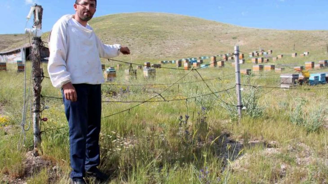 Zekası ile ayıları yendi