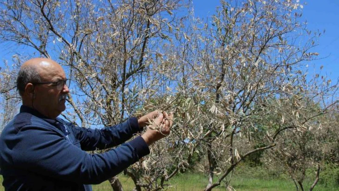 Zeytin ağaçlarında korkutan kuruma