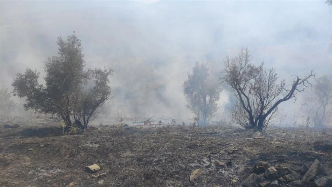 Zeytinlikteki yangın korkuttu