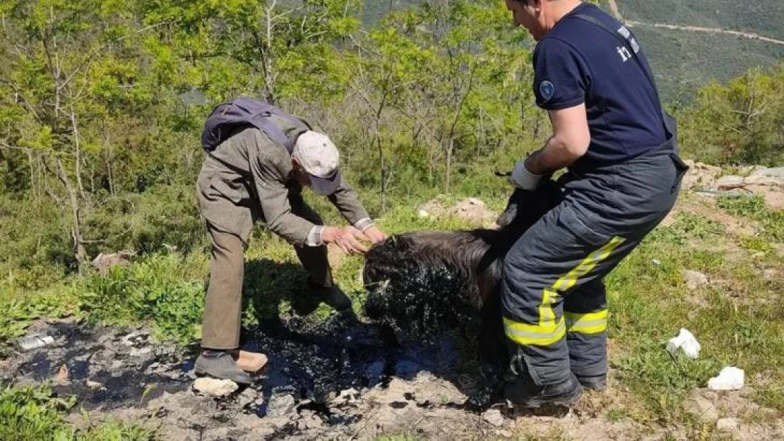 Zifte saplanan keçiyi itfaiye ekipleri kurtardı