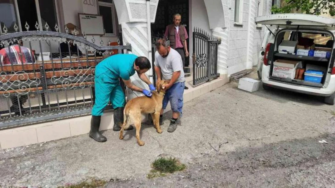 Zonguldak'da köpekler artık mikroçipli