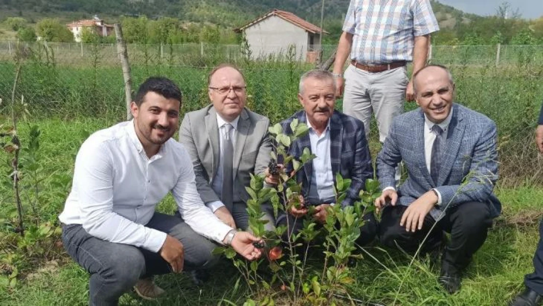 Zonguldak'ta aronya meyvesinin hasadı gerçekleştirildi