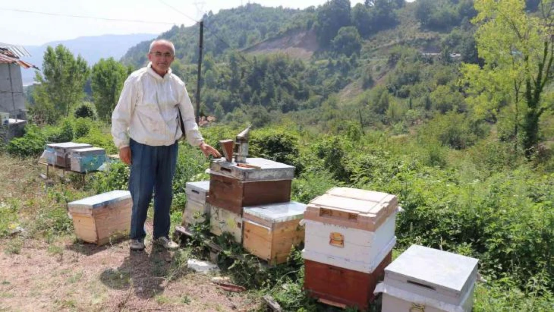 Zonguldak'ta bal üretimi 300 tondan 30 tona düştü