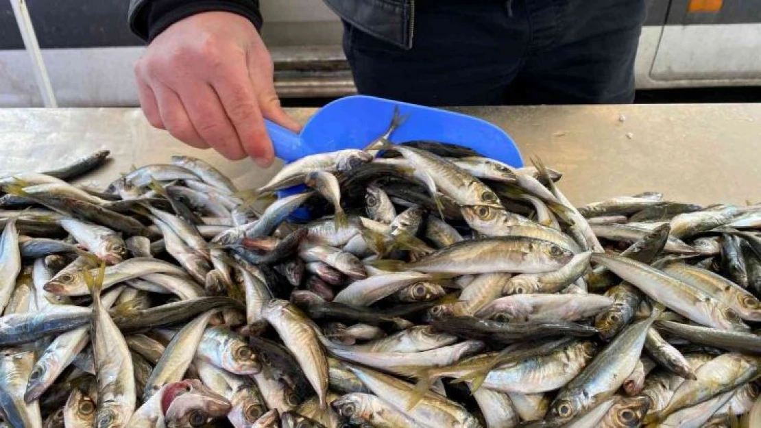 Zonguldak'ta balıkçılar teselliyi istavritte buldu