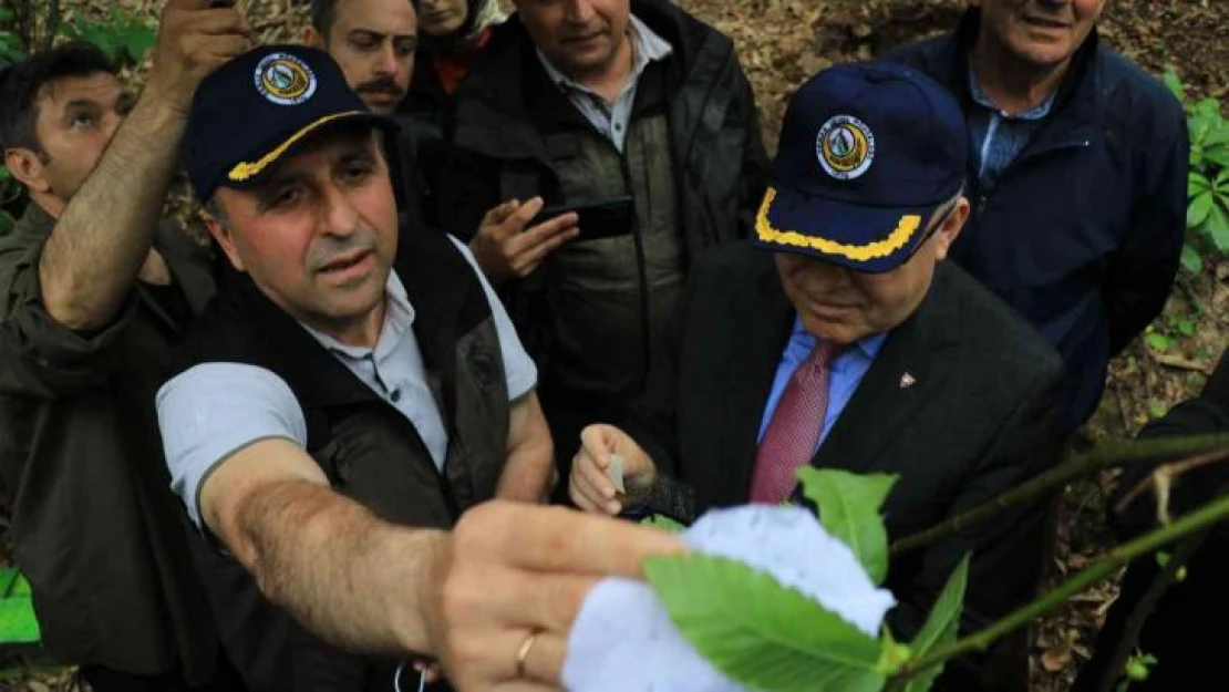 Zonguldak'ta gal arısına karşı bin 20 terminatör böcek doğaya salındı