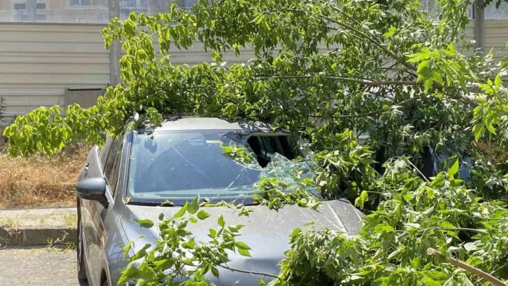 Kadıköy'de ağaç 2 otomobilin üzerine devrildi, bir kişi yaralandı