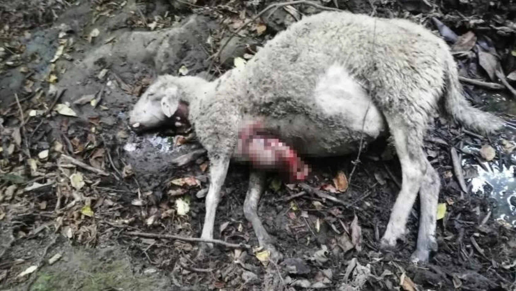 Kurtlar sürüye saldırdı, 9 koyun telef oldu