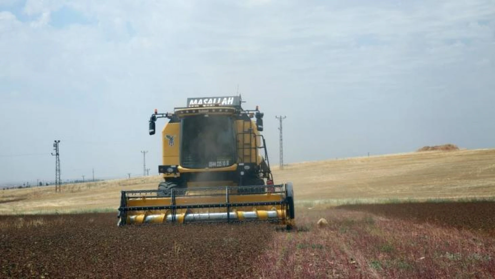 Mardin'de çölyak hastaları için ekilen karabuğdayın hasadı yapıldı