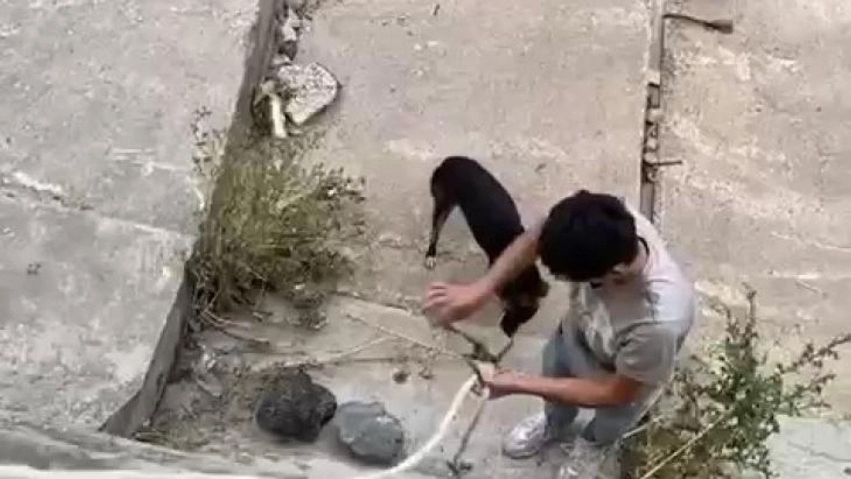 Sultanbeyli'de dere yatağına düşen köpeği gençler halatla kurtardı