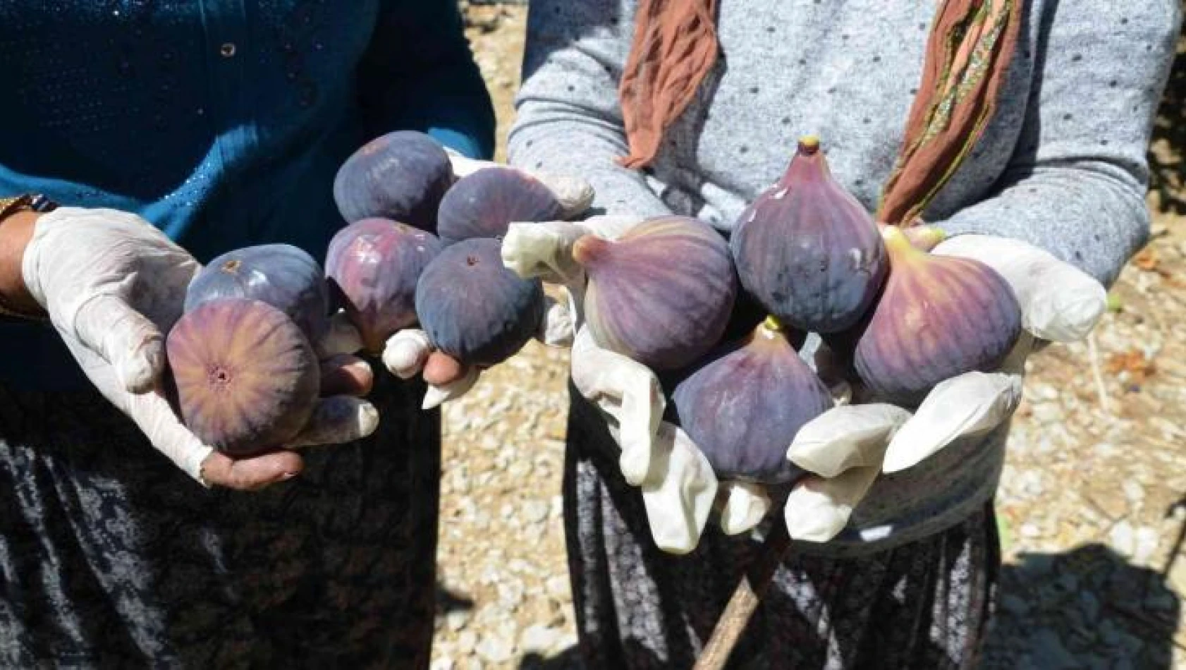 Antalya'da 800 rakımlı köyde incir hasadı başladı