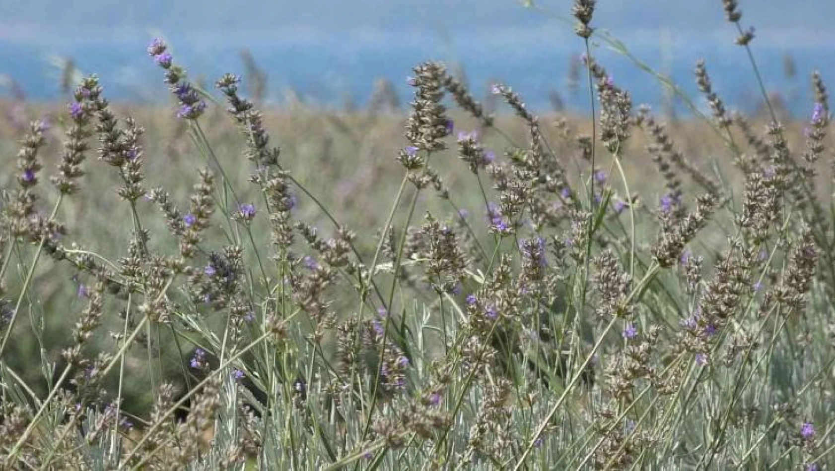 Çanakkale'de çöplük alan Lavanta bahçesine dönüştü