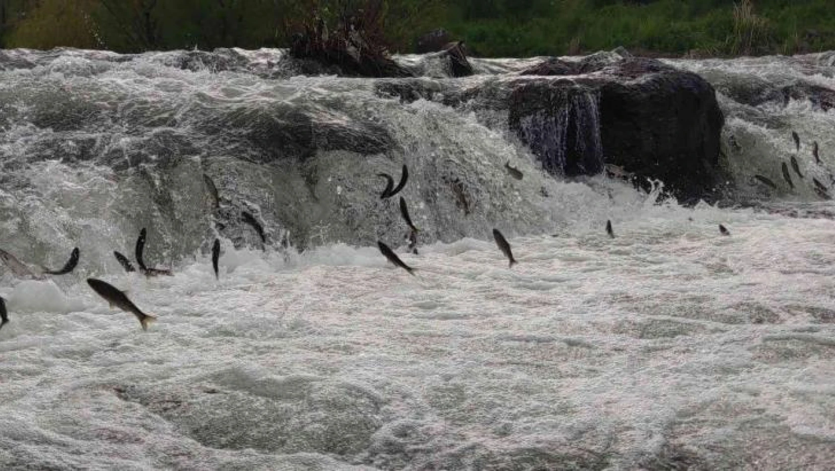 İnci kefalinin yumurta bırakmak için 23 kilometrelik serüveni