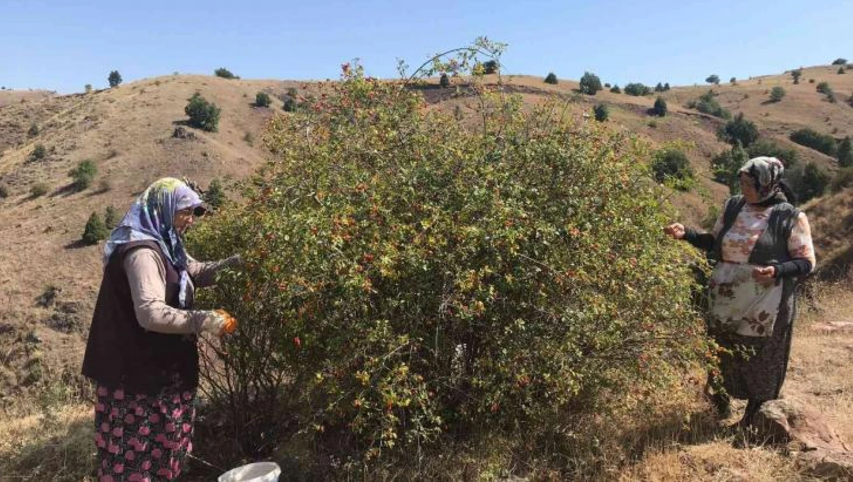 Kadınlar ürettikleri organik ürünlerle kendi markasını kurdu