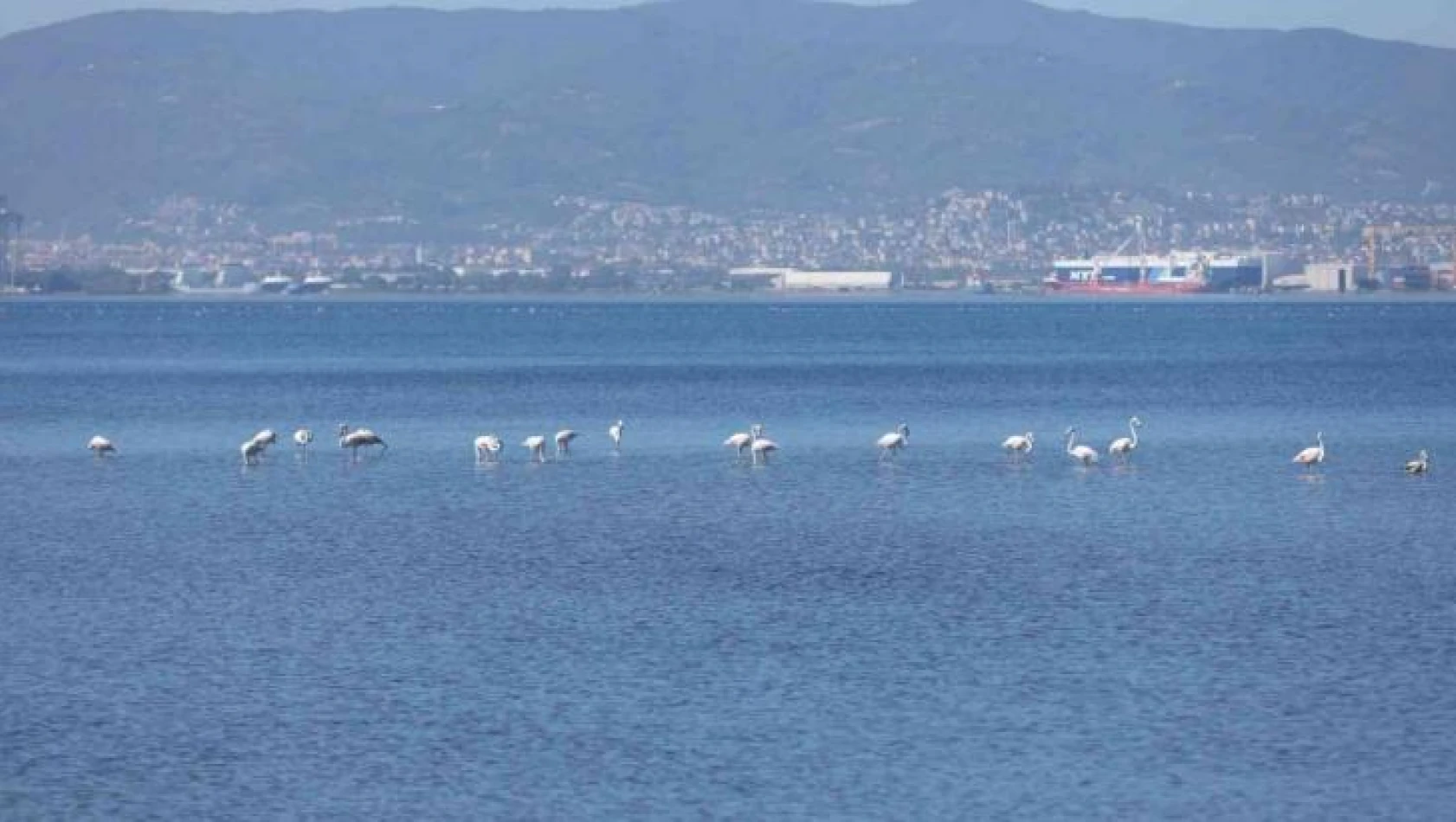 Kış mevsiminin keyfini sürmek için bu yıl da İzmit Körfezi'ne geldiler