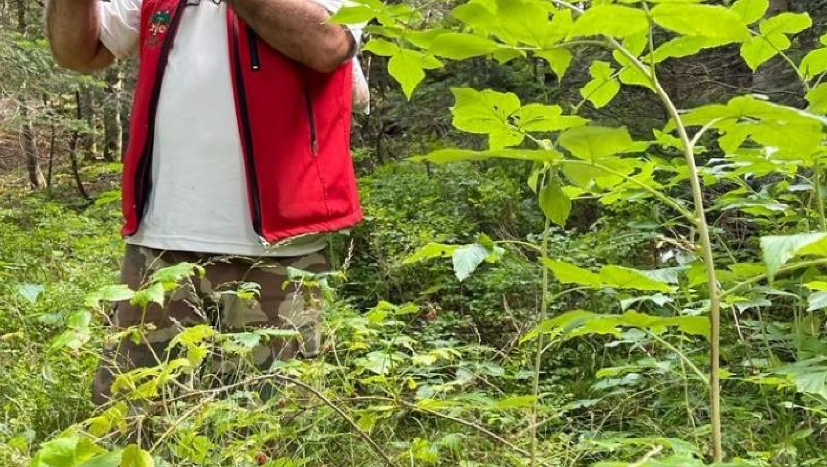 Ormanlara giriş yasağı bitti, dağ tutkunları yeşilliklere akın etti