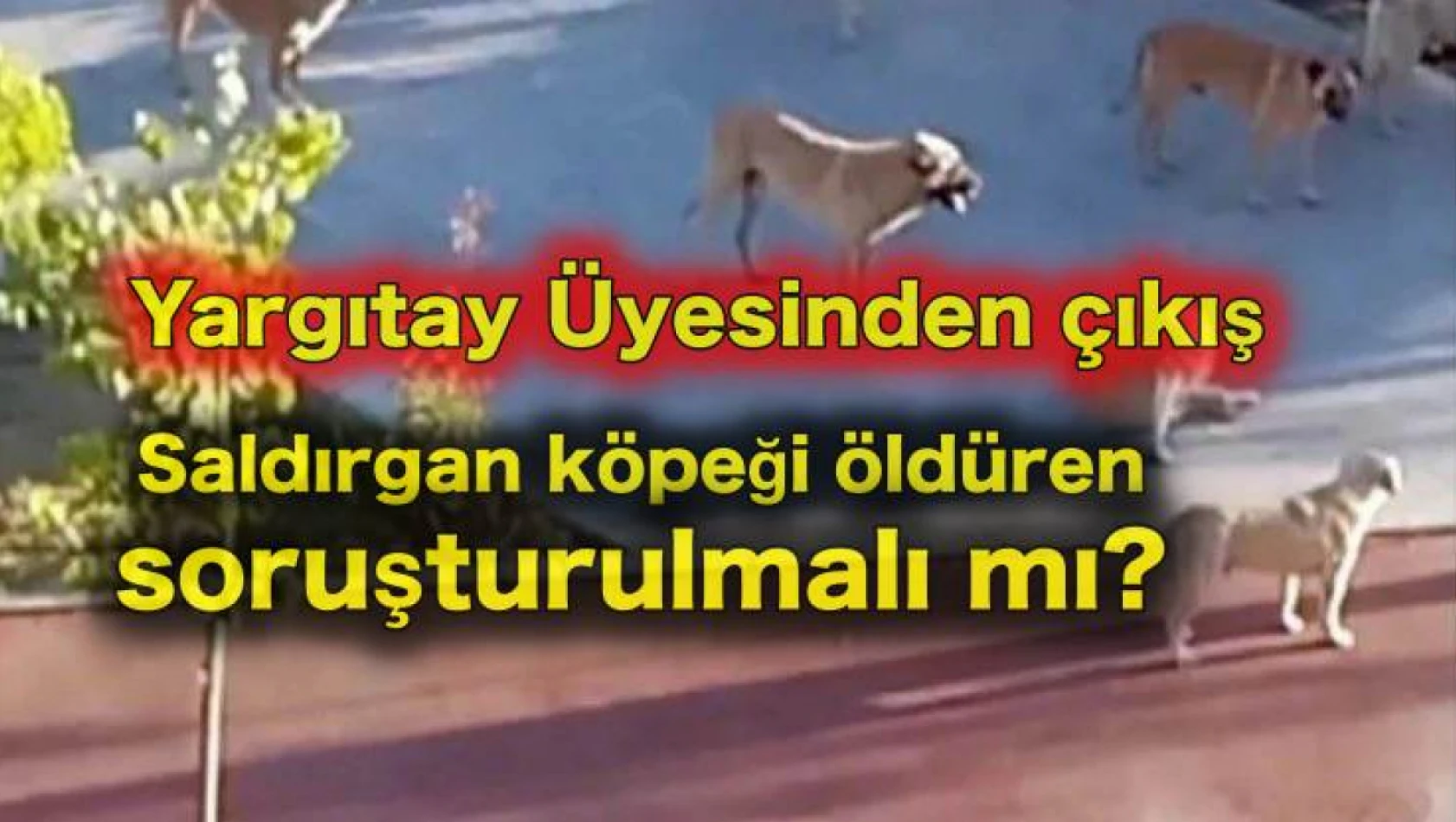 Yargıtay Üyesinden başıboş köpekler konusunda çıkış