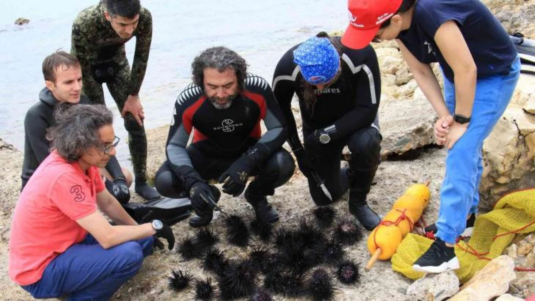 Akdeniz'de dikenli zehirli istilacı deniz kestanesi tehlikesi