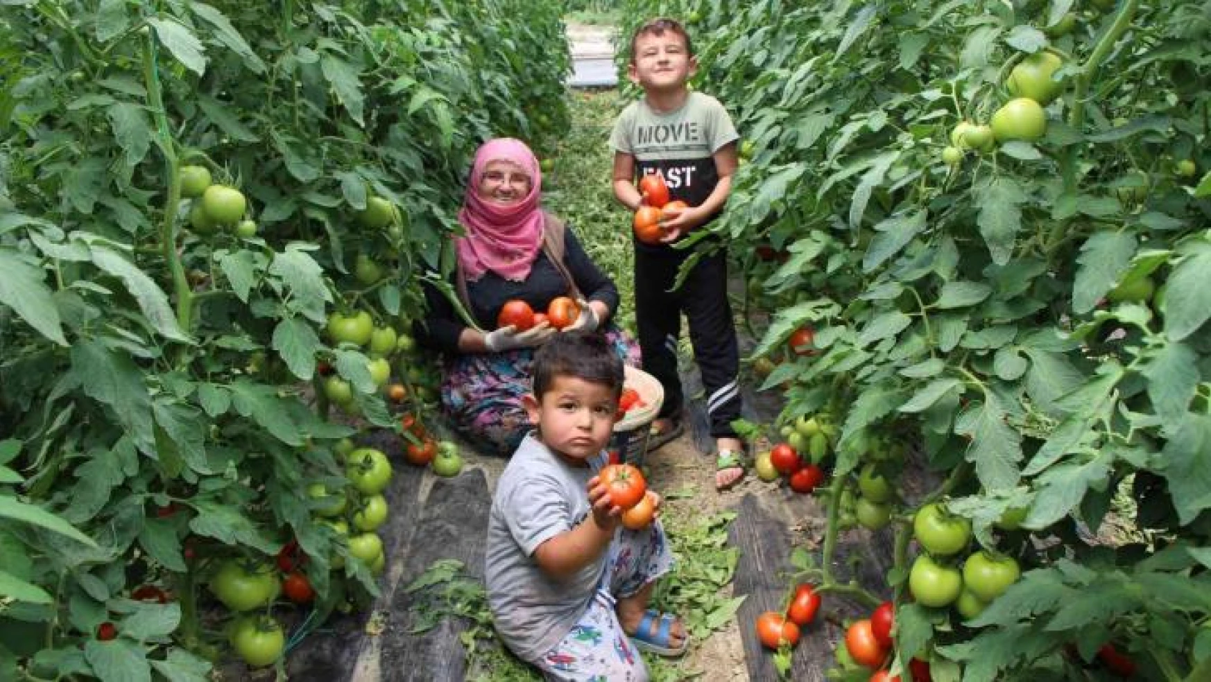 Amasya'da domates hasadı başladı
