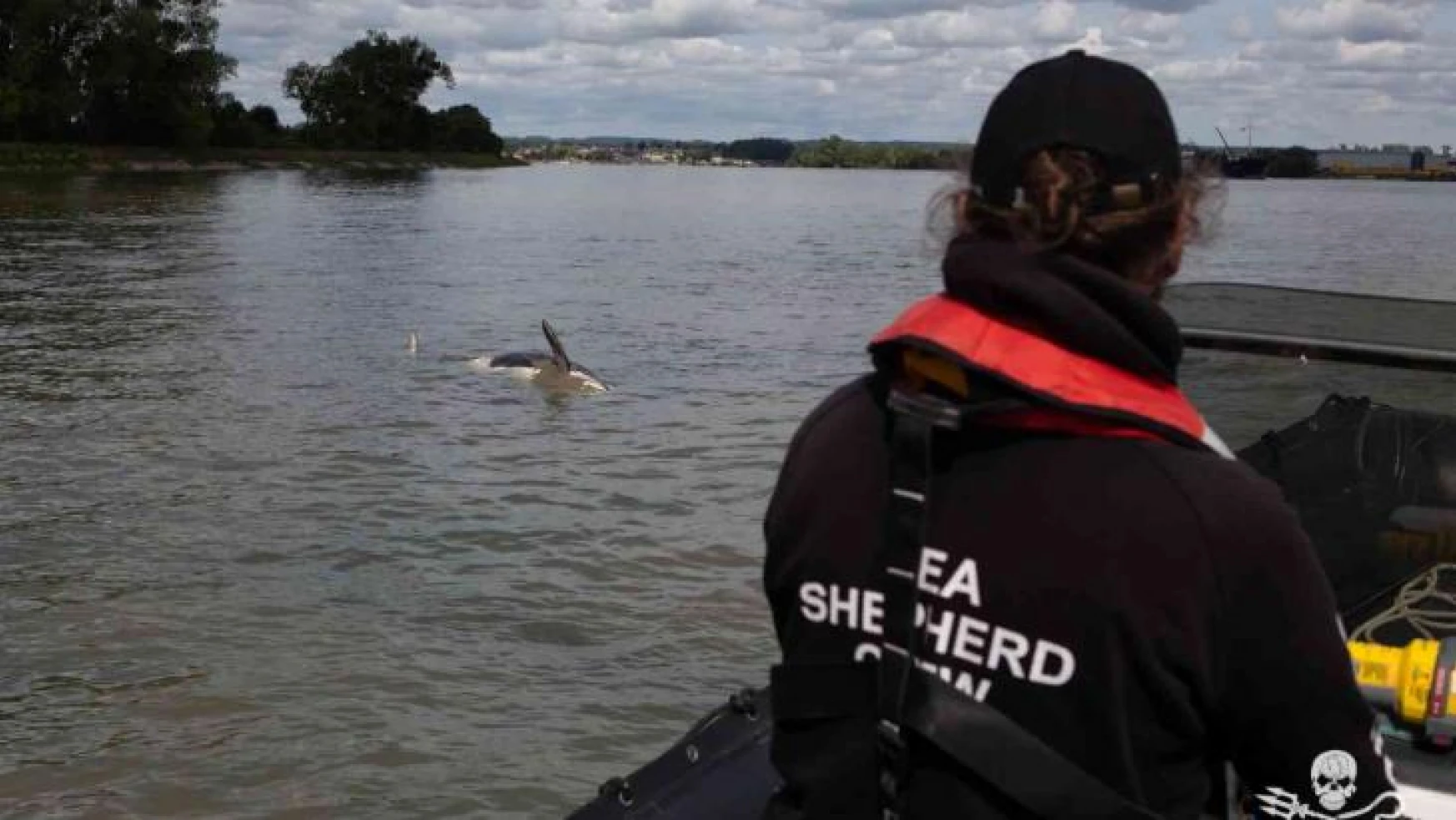 Fransa'da ötenazi yapılması planlanan katil balina doğal nedenlerle öldü