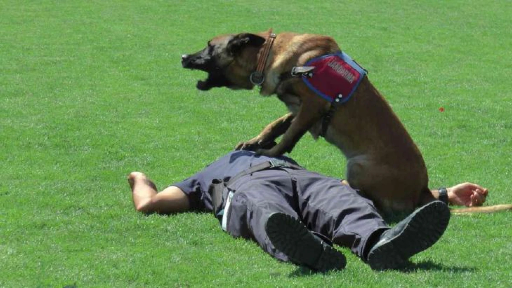 Jandarma itaat köpeği Rüzgar, bakıcısına kalp masajı yaptı