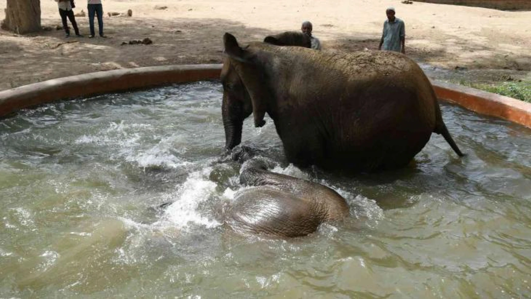 Pakistan'da aşırı sıcaktan bunalan filler banyo yaptı