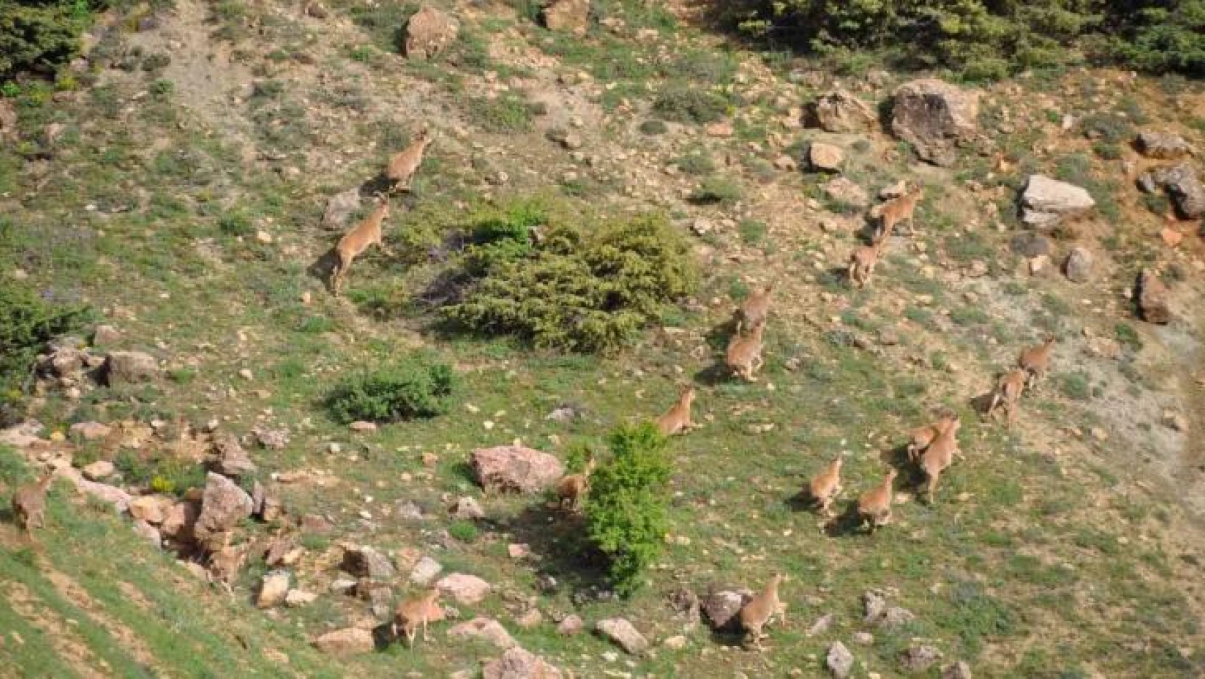 Tunceli'de yaban keçileri dron ile görüntülendi