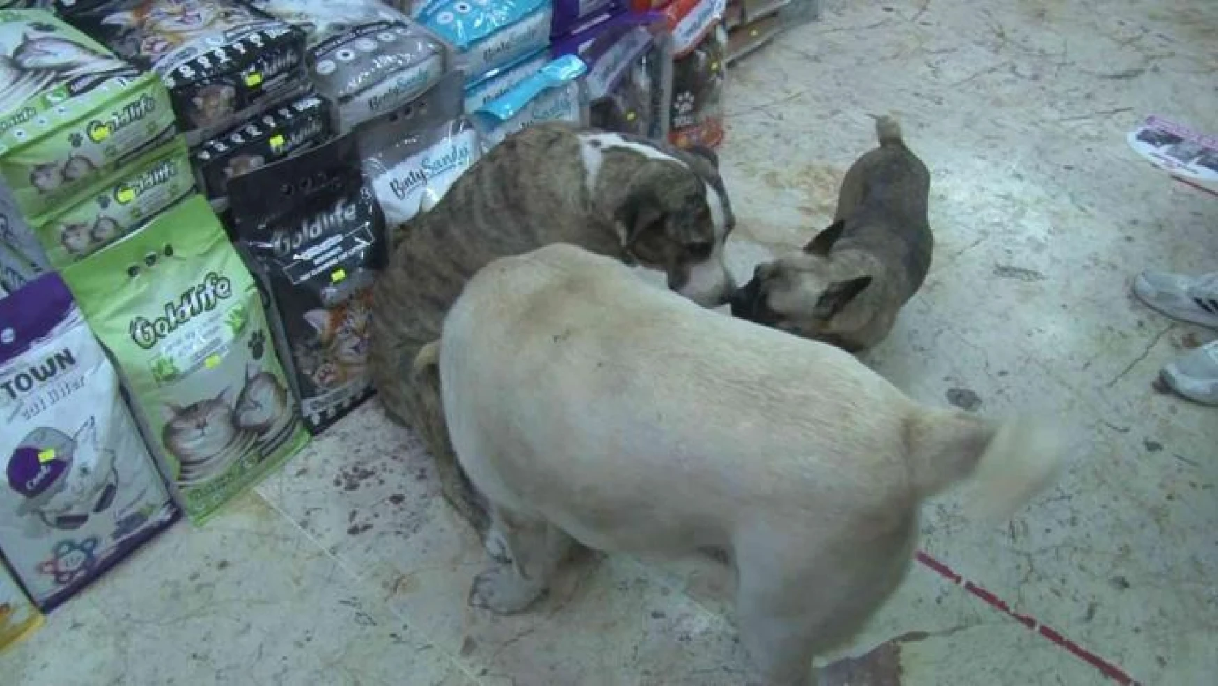 Üsküdar'da hayvana şiddet: Kendisinden kaçan köpeğe taşla saldırdı