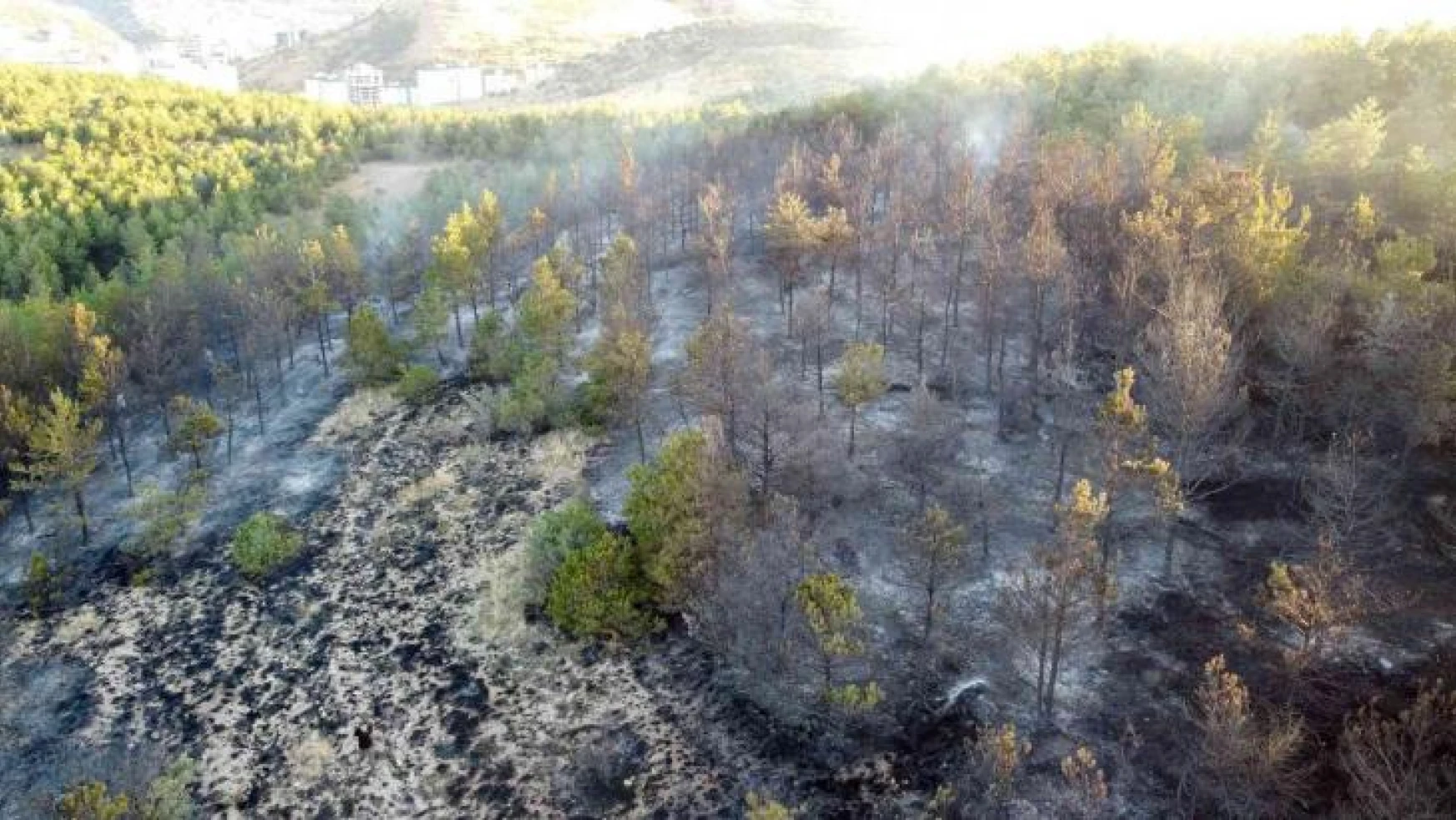 Yozgat'ta 15 dekarlık orman küle döndü