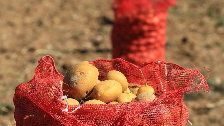 'Patates bu yıl bol ve ucuz olacak'