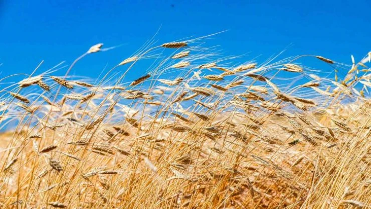 10 bin yıllık ata tohumu siyez Ardahan'da hayat buldu