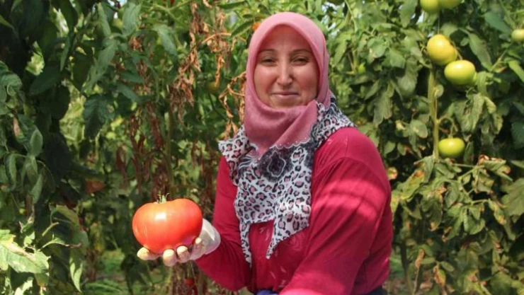 4 ay bebek gibi baktıkları domatesleri toplamaya başladılar