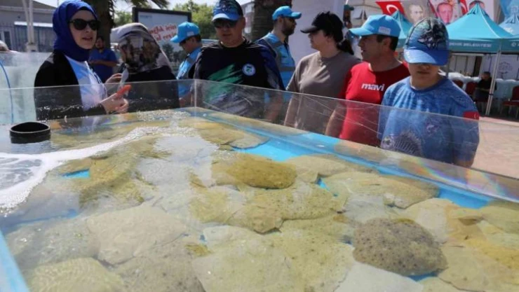 6 bin yavru balık İzmit Körfezi'ne salındı