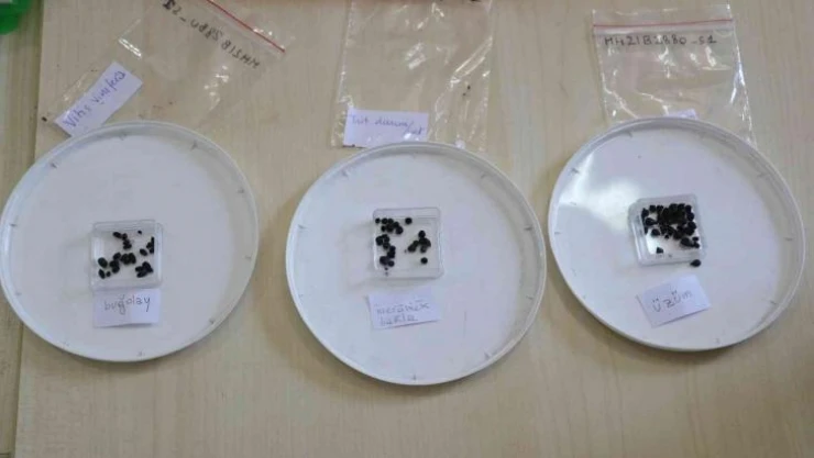 Adana'da 3 bin yıl öncesine ait üzüm, mercimek, bakla, bezelye, buğday ve arpa tohumları bulundu