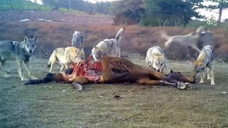 Afyonkarahisar'da vahşi yaşam fotokapana yansıdı