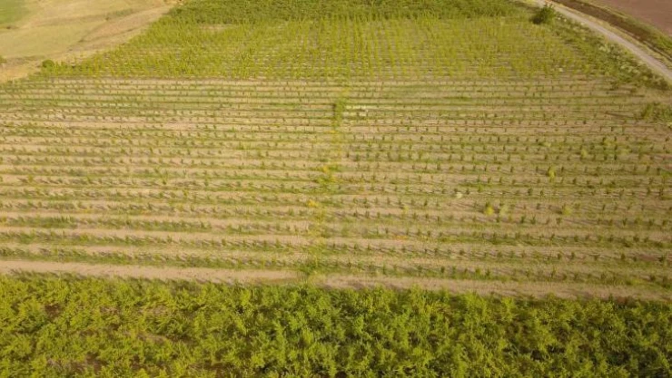 Ahlat'ta 29 çiftçi için yüzde 50 hibe destekli elma bahçesi kuruldu