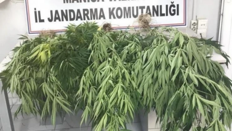 Akhisar'ın 3 mahallesinde 100 kök kenevir bitkisi ele geçirildi