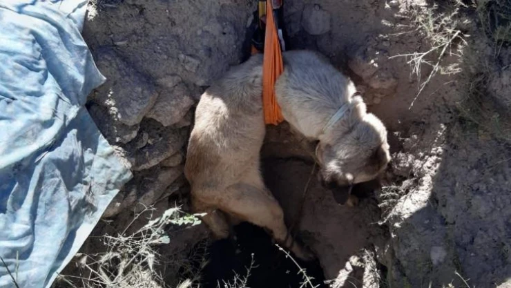 Aksaray'da 4 metrelik kuyuya düşen köpeği AFAD kurtardı
