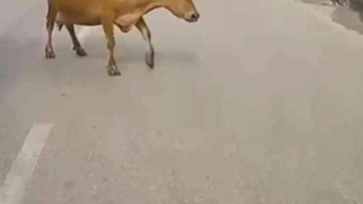 Ana yola inen inekler araç sürücülerine zor anlar yaşattı