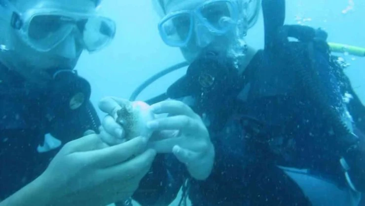 Antalya'da deniz suyu sıcaklığı arttı, balon balıklarının 'şirinler' sürüsü kıyıyı işgal etti