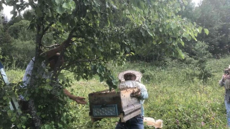 Artvin'de yavru arı bereketi