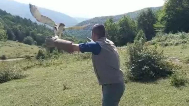 Avladığı yılanı yutamayıp fenalaşan kartal doğaya salındı